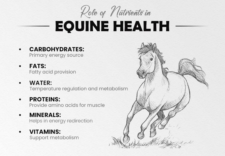 importance of horse supplements